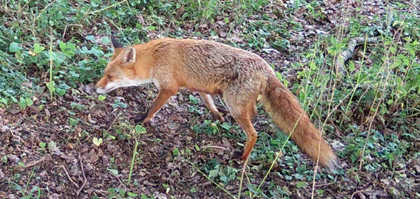 fox